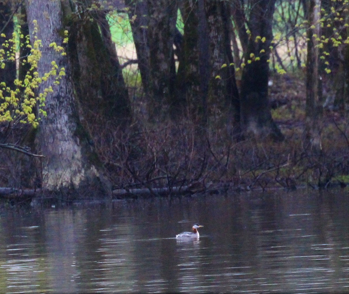 Red-necked Grebe - ML444281391