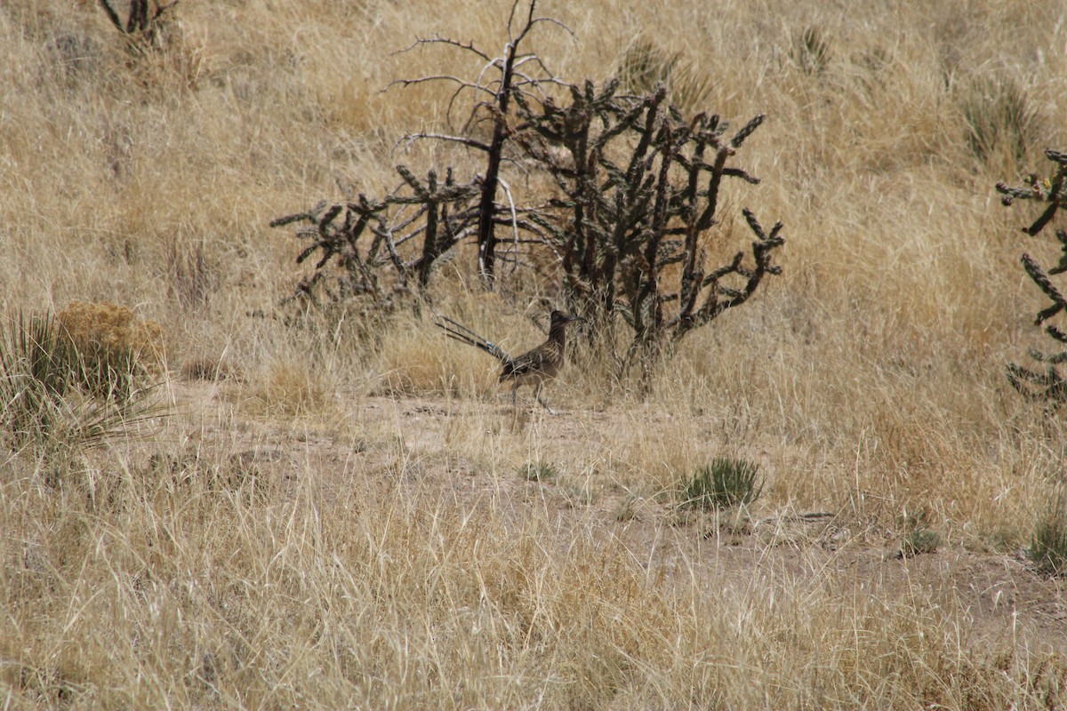 Greater Roadrunner - ML444281571