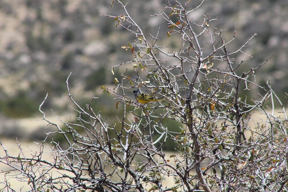 MacGillivray's Warbler - ML444281641