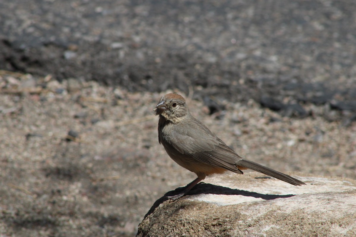 Canyon Towhee - Brian Seydlitz