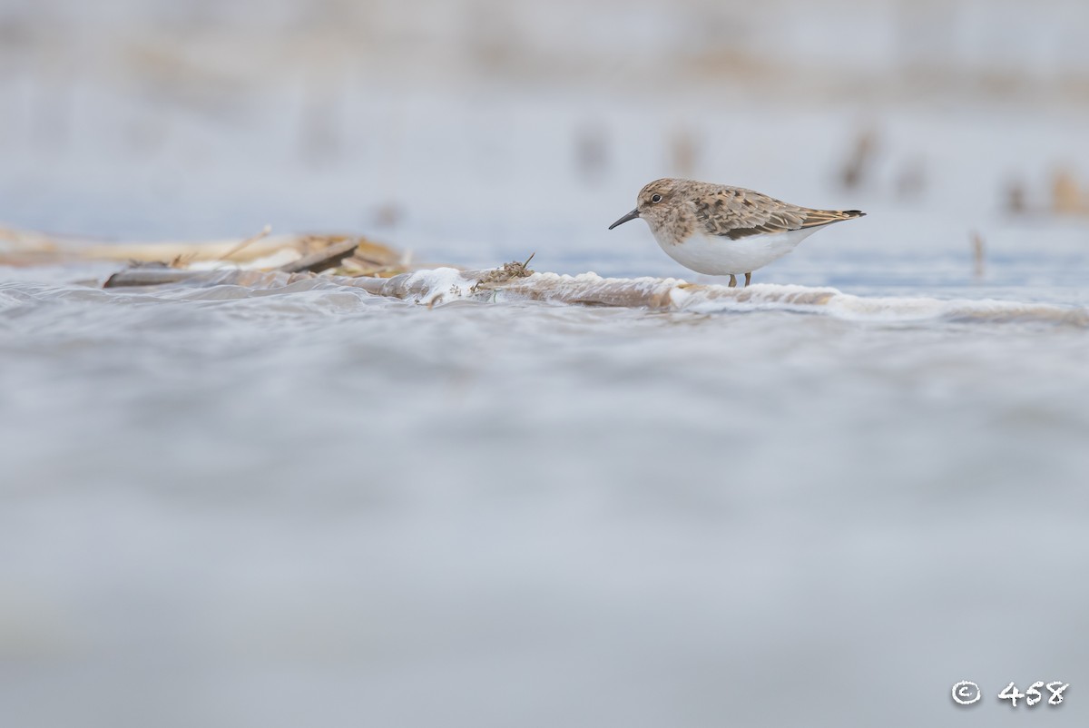 Temminck's Stint - ML444282171