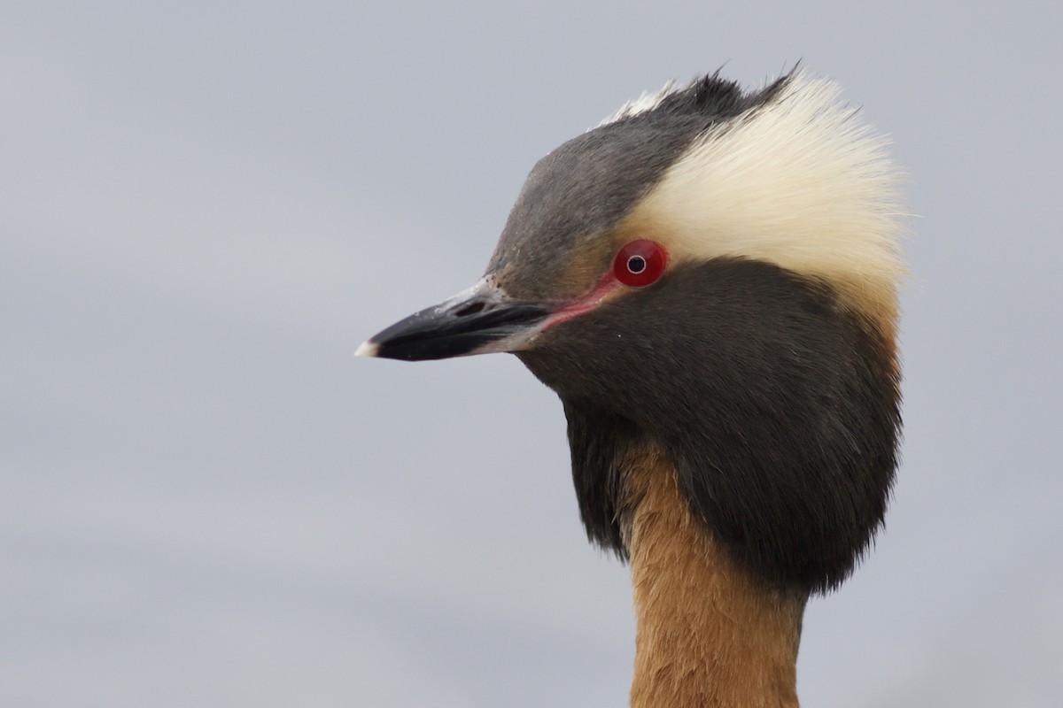 Horned Grebe - Gavin McKinnon