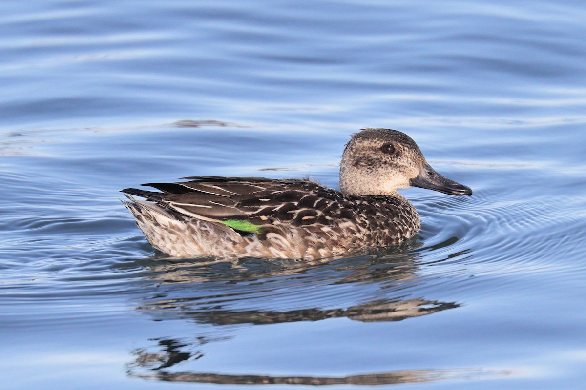 Green-winged Teal - ML444283881