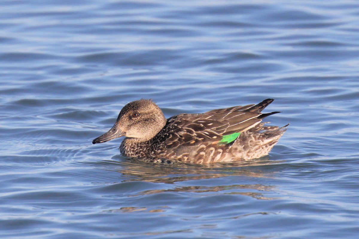Green-winged Teal - ML444283971