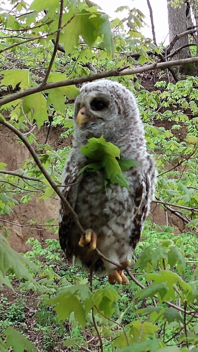 Barred Owl - ML444283981