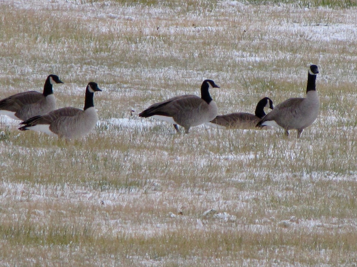 Canada Goose - ML44428491