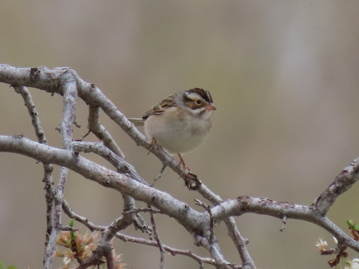 Clay-colored Sparrow - ML444285731