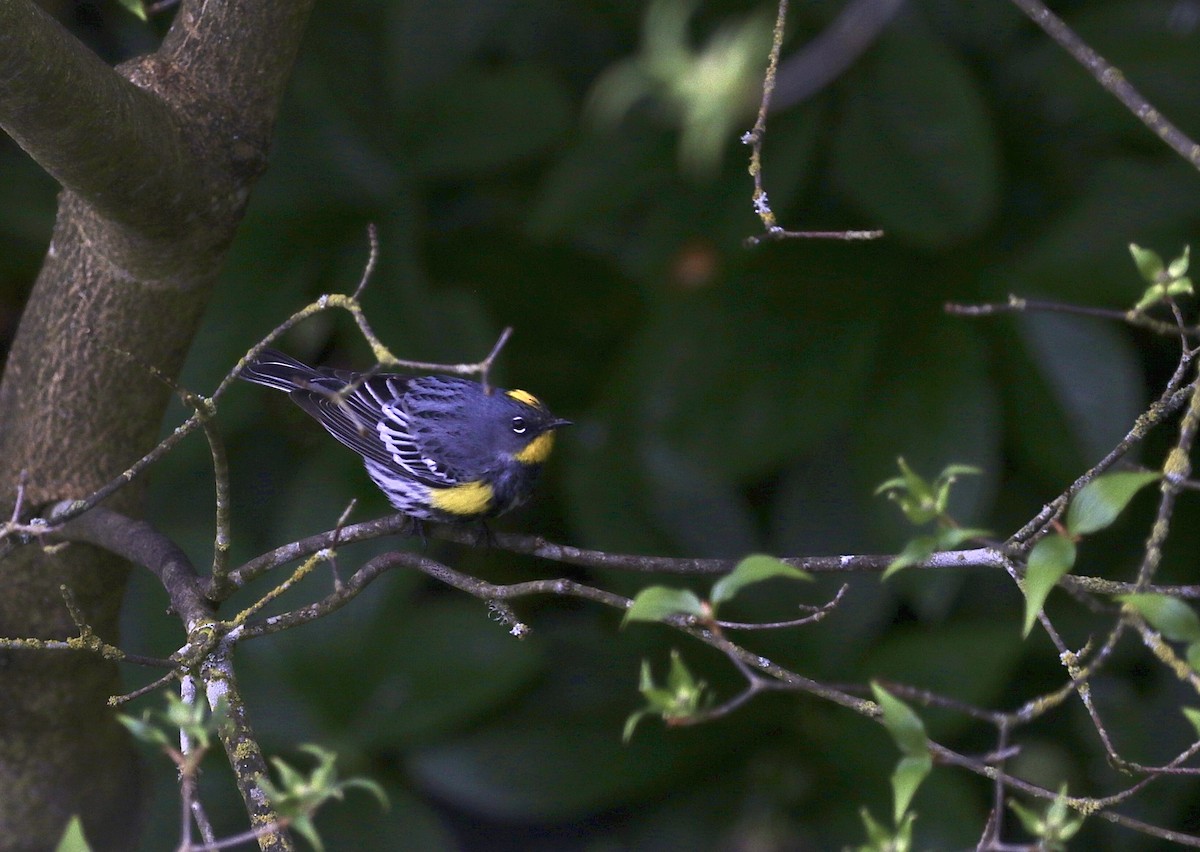 Yellow-rumped Warbler (Audubon's) - A Kopitov