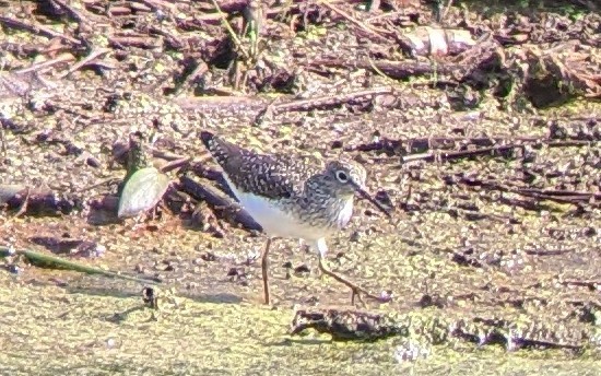 Solitary Sandpiper - ML444286131