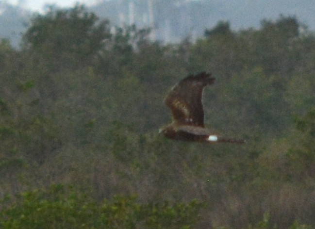 Northern Harrier - ML44428641