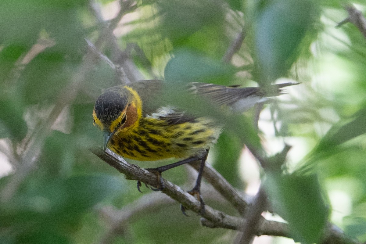 Cape May Warbler - Robert Schafer