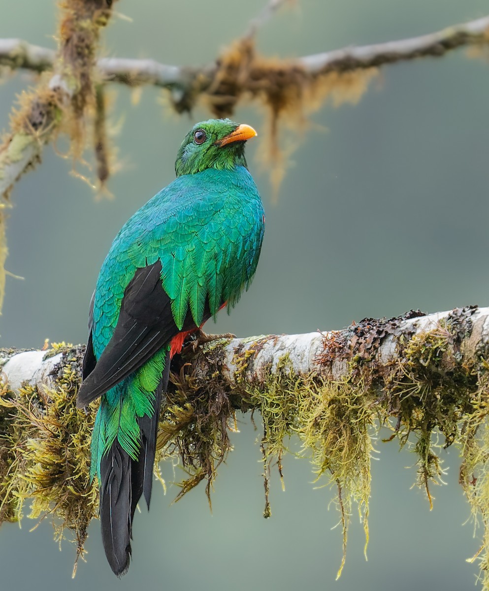 Golden-headed Quetzal - Nestor Javier Orozco Clavijo