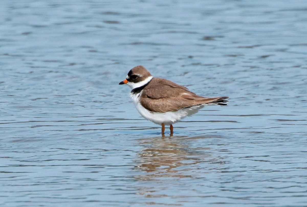 Semipalmated Plover - Mark  Ludwick