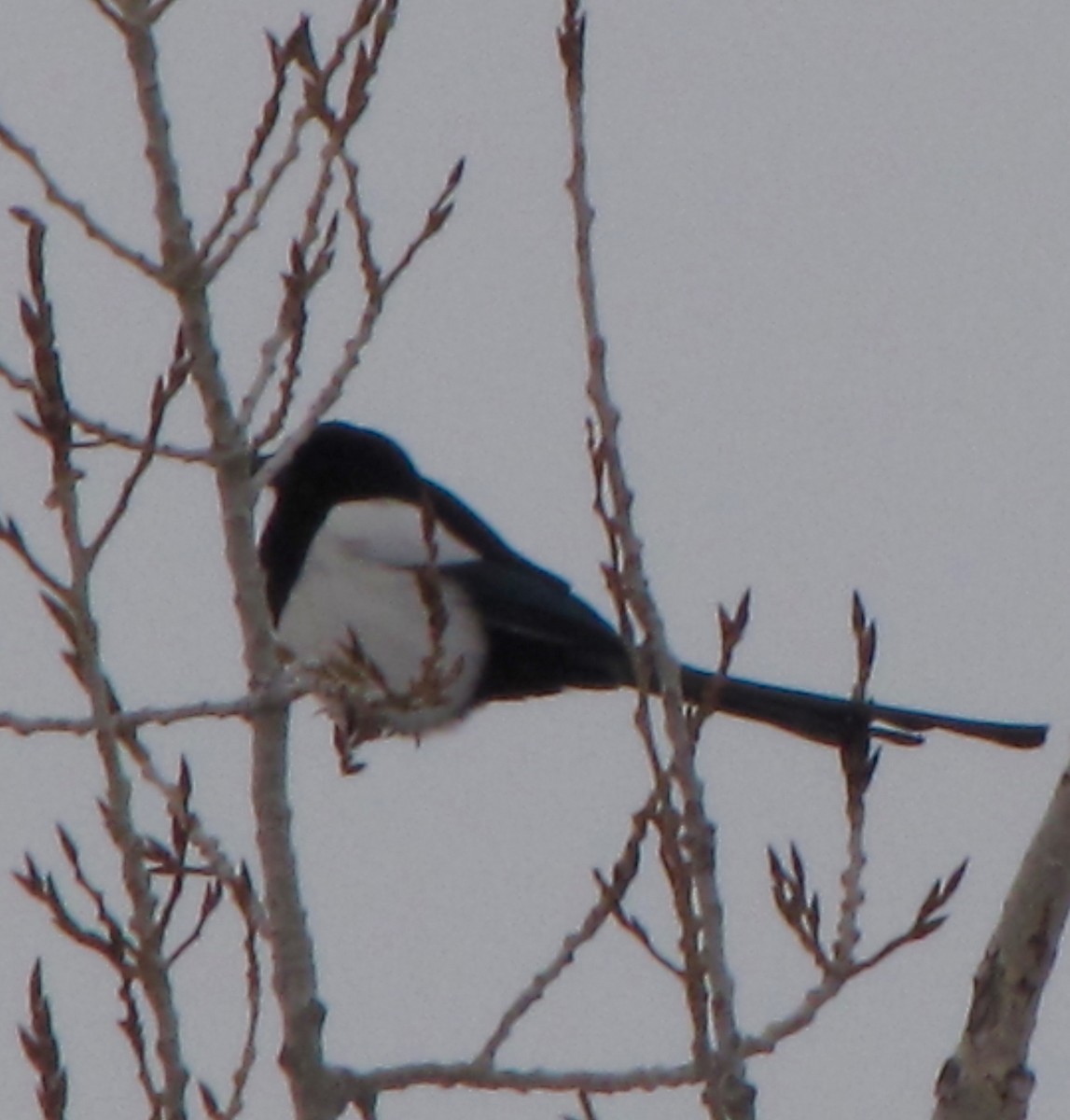 Black-billed Magpie - ML44428761