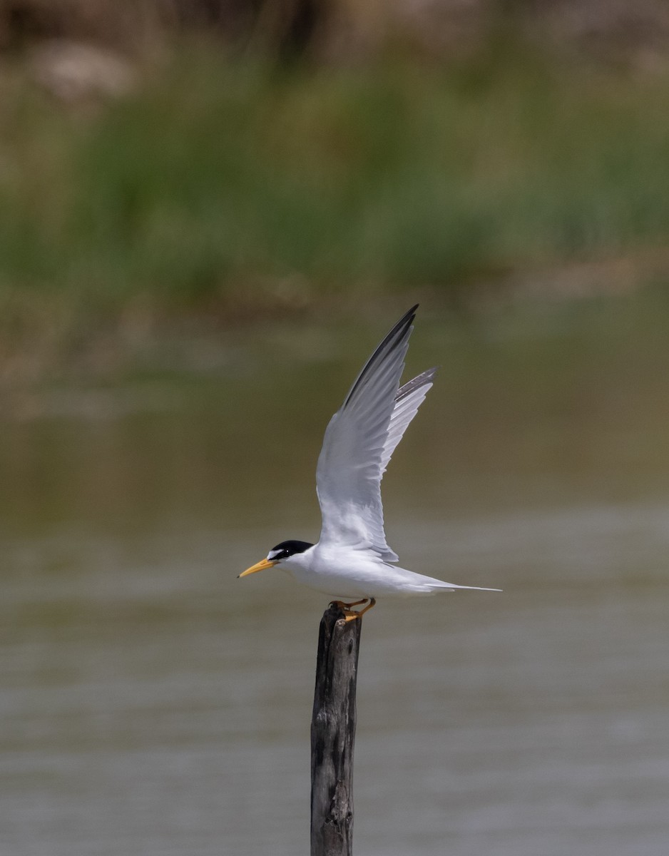 Least Tern - ML444288981