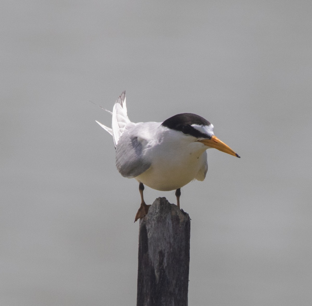 Least Tern - ML444289161