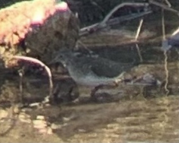 Solitary Sandpiper - ML444289791