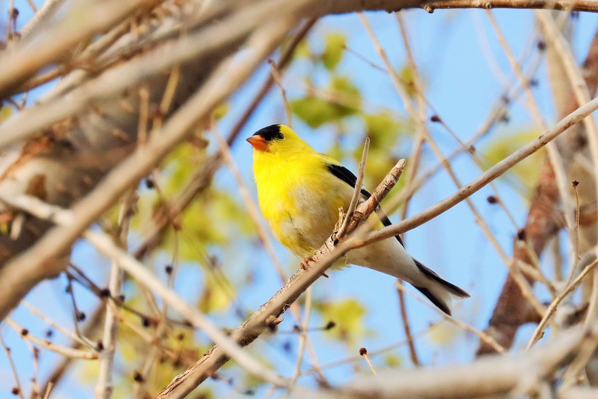 American Goldfinch - ML444290091