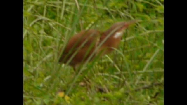 Cinnamon Bittern - ML444290201