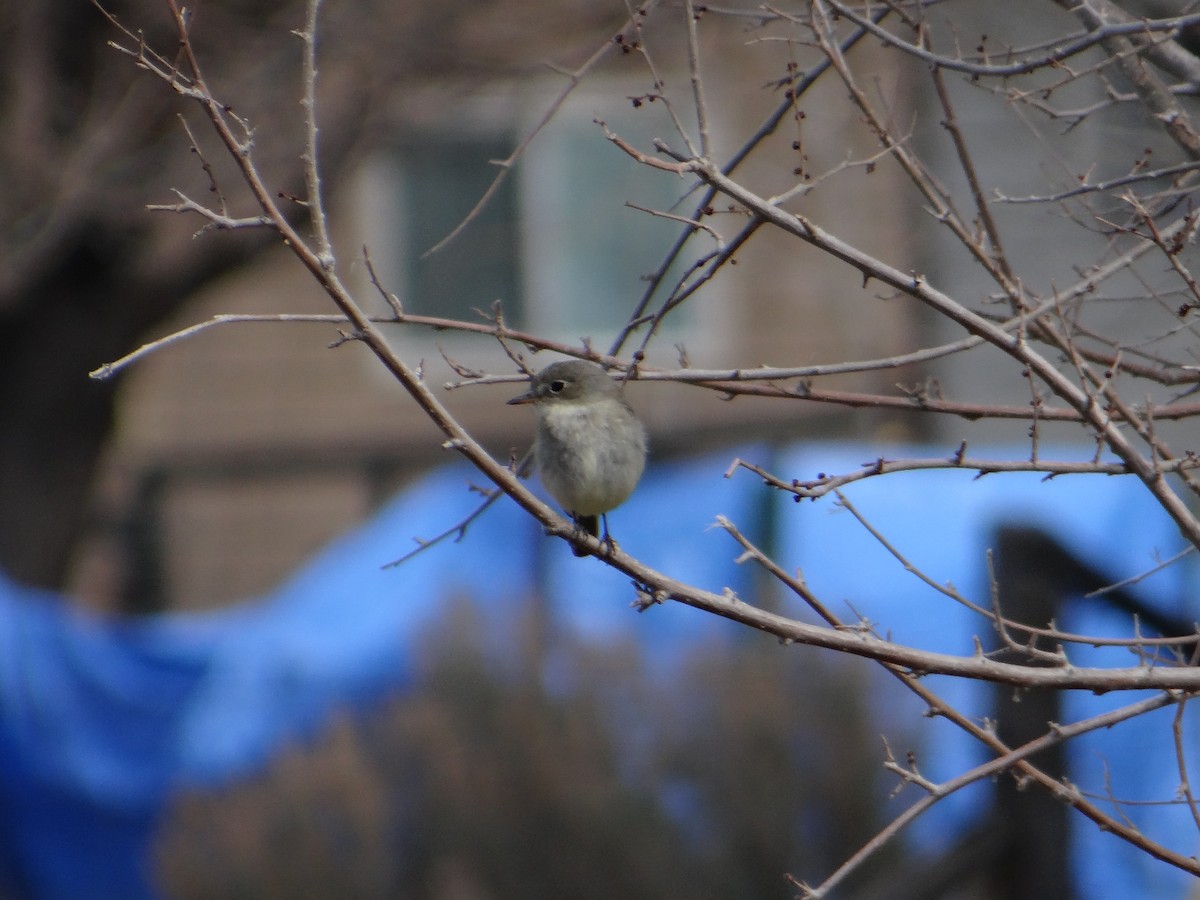 Gray Flycatcher - ML444290411