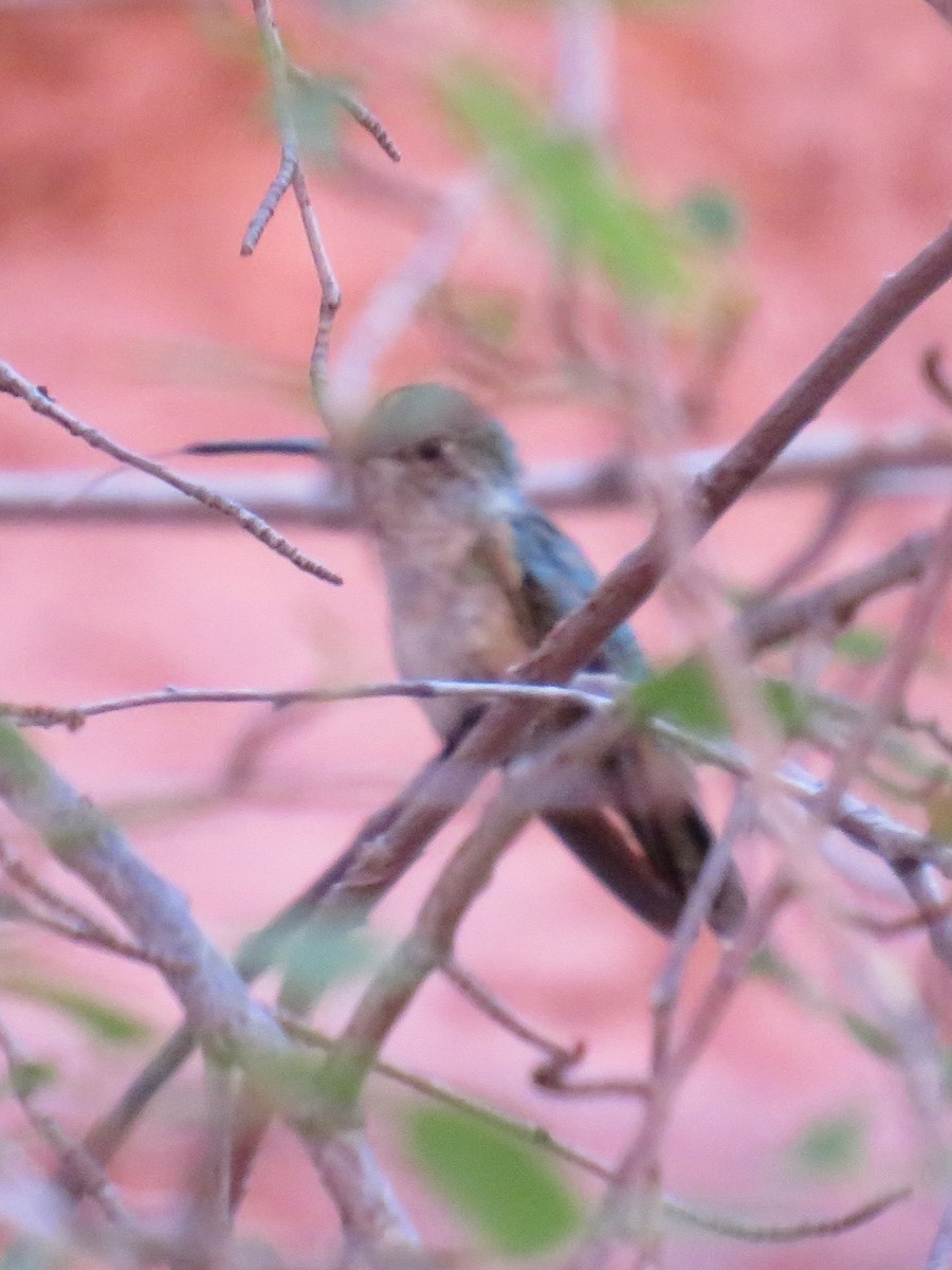 Broad-tailed Hummingbird - ML444290421
