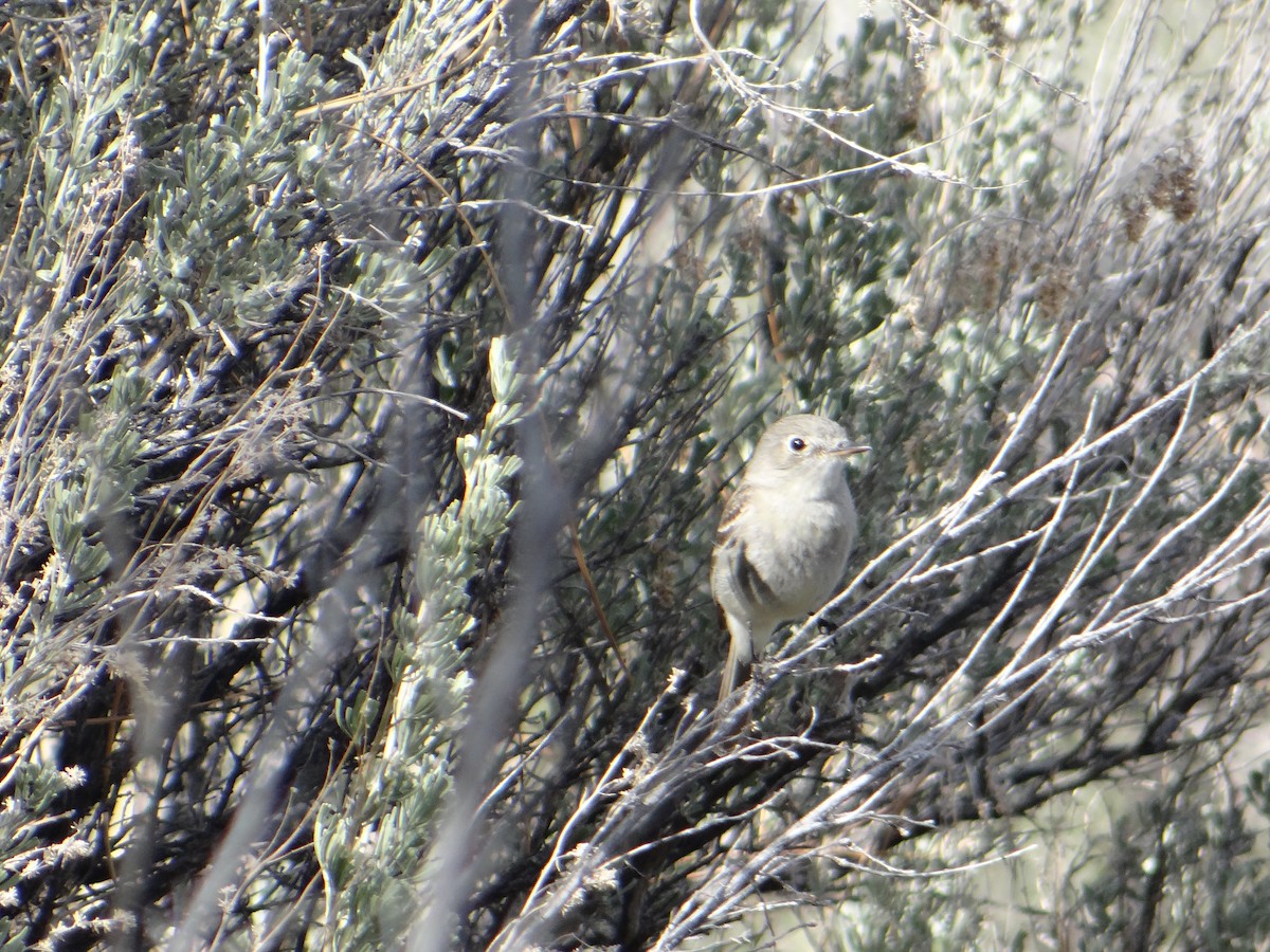 Gray Flycatcher - ML444290471