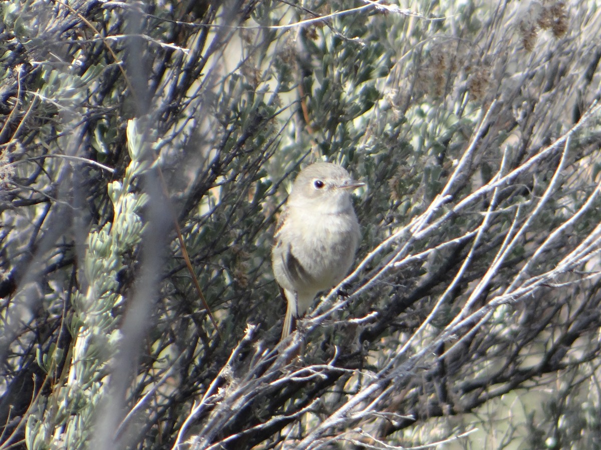 Gray Flycatcher - ML444290481