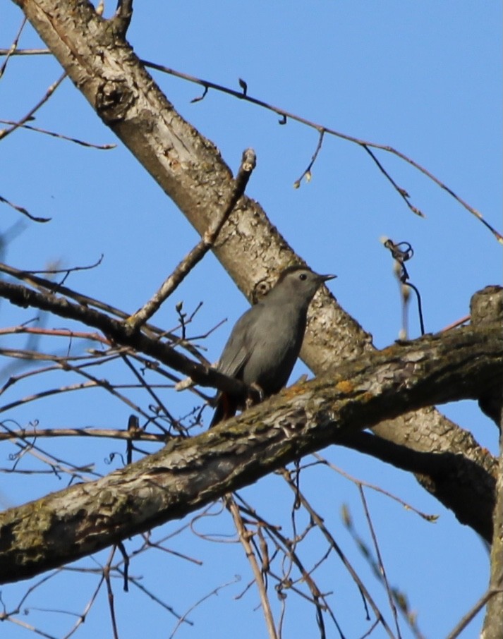 kattespottefugl - ML444291181