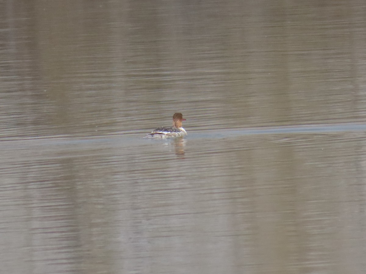 Red-breasted Merganser - ML444291941