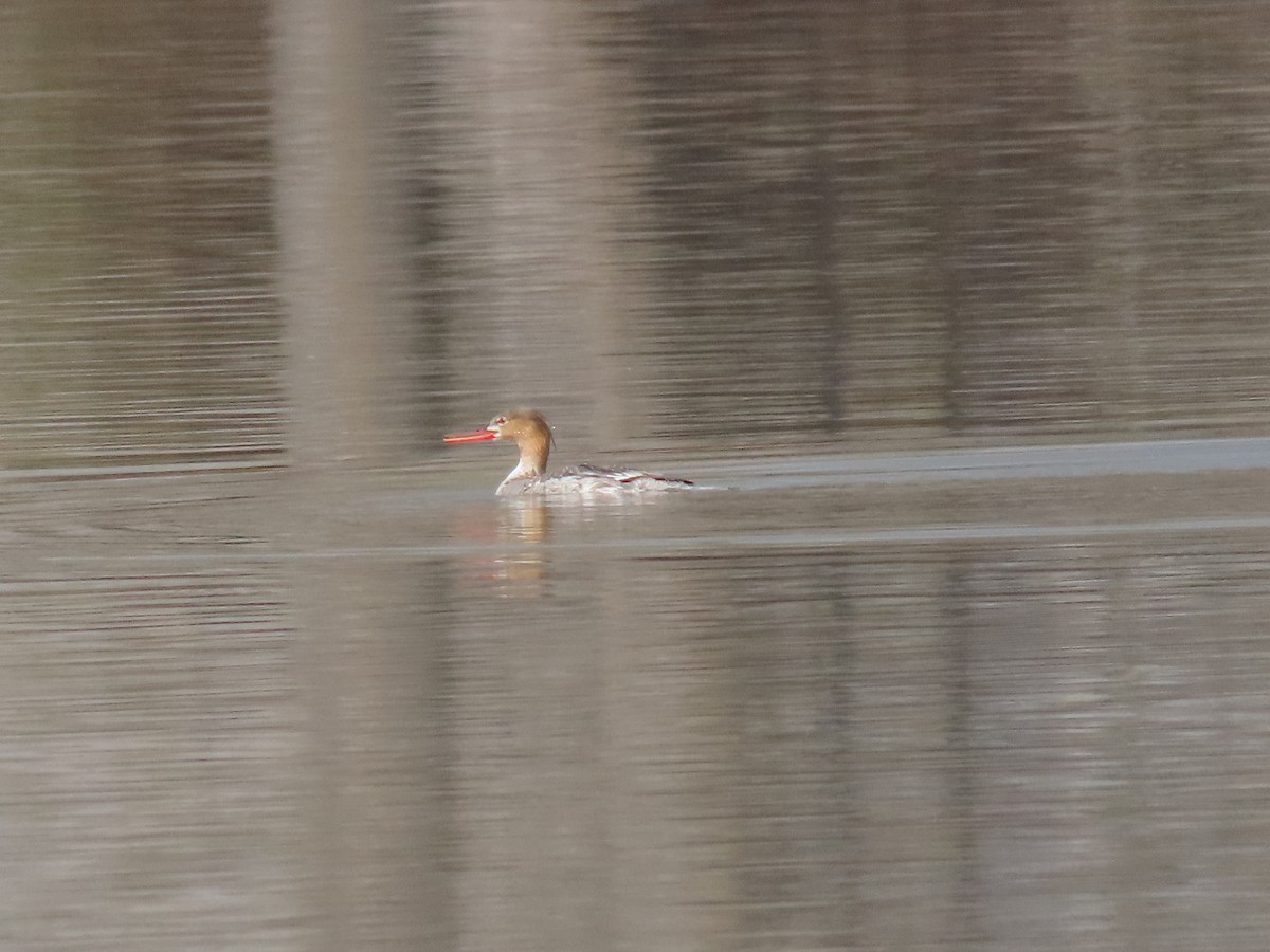 Red-breasted Merganser - ML444292091