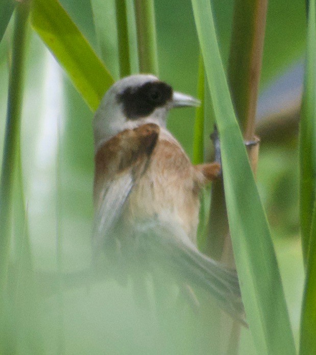 Eurasian Penduline-Tit - Asher Perla