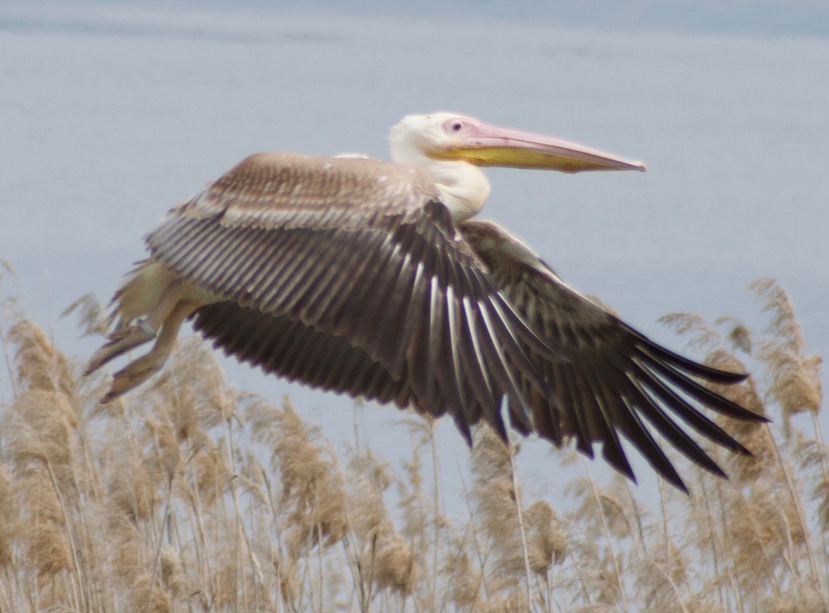 Great White Pelican - ML444293581