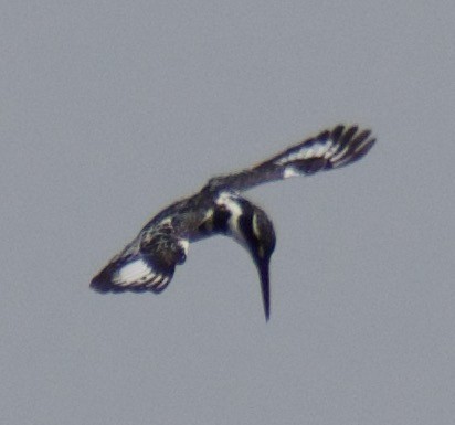 Pied Kingfisher - ML444293671