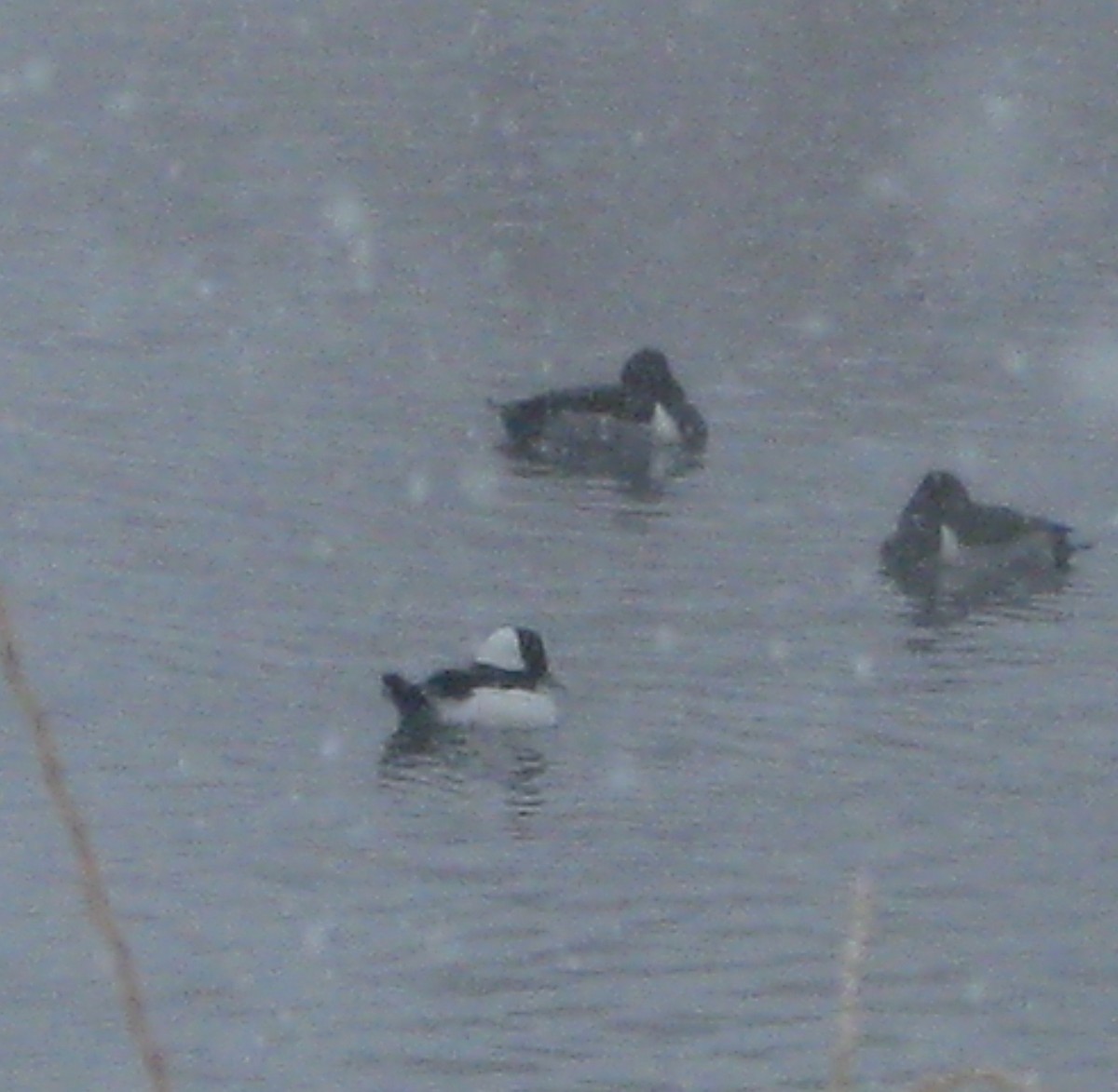 Bufflehead - Jim Quick