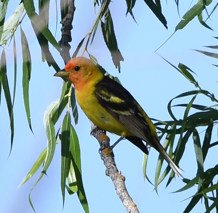 Western Tanager - ML444297611