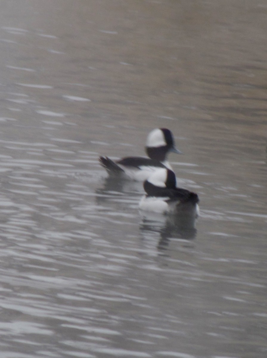 Bufflehead - ML44429811