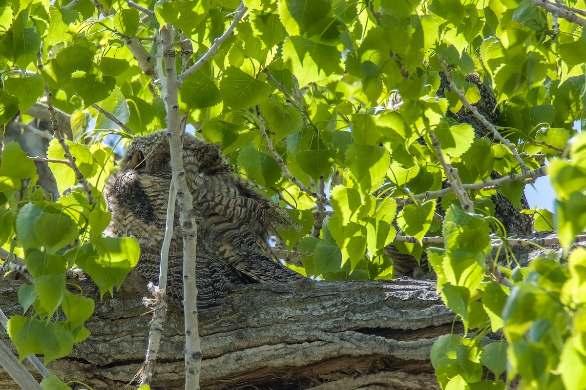 Great Horned Owl - Vic Hubbard