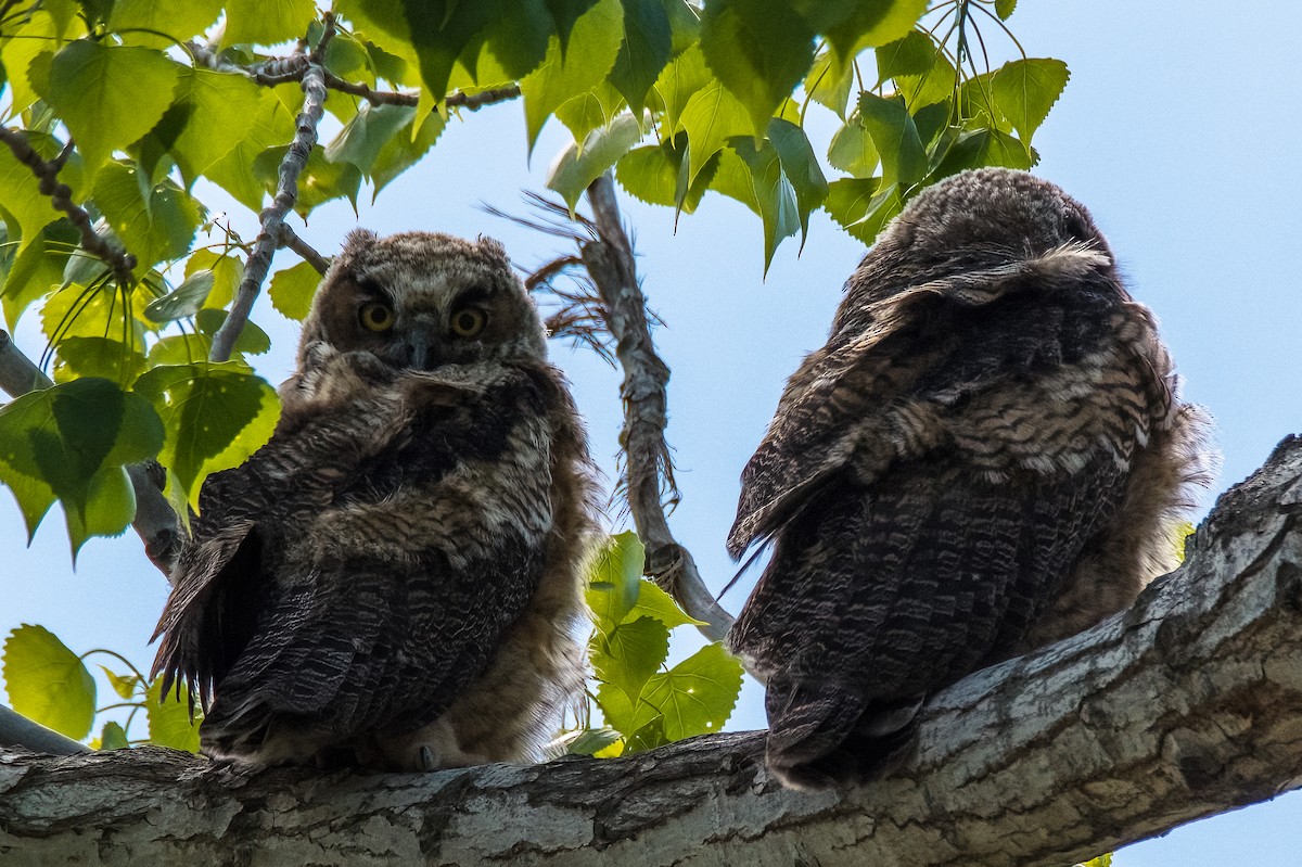 Great Horned Owl - Vic Hubbard