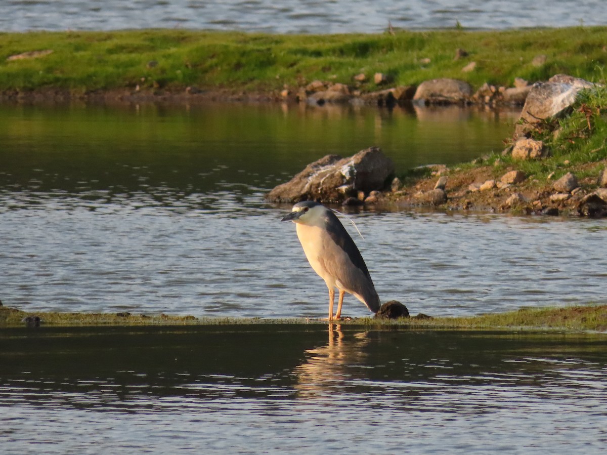 Black-crowned Night Heron - ML444299981