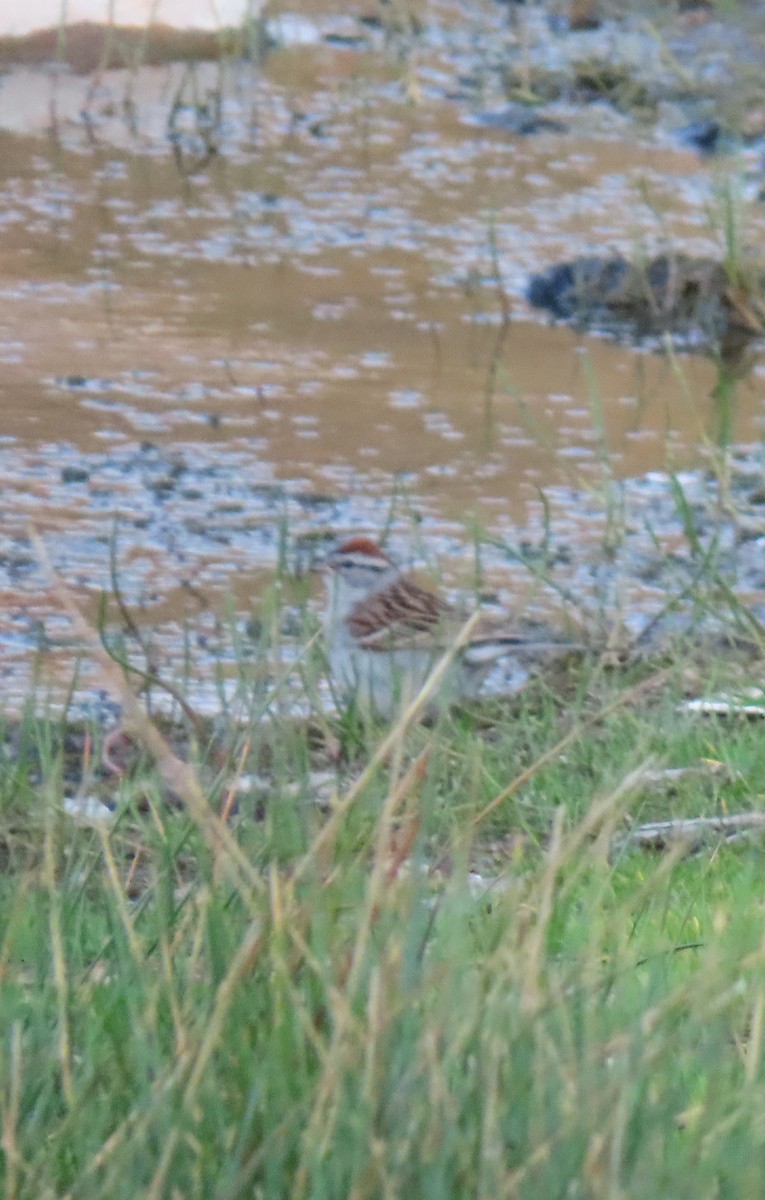 Chipping Sparrow - ML444300111