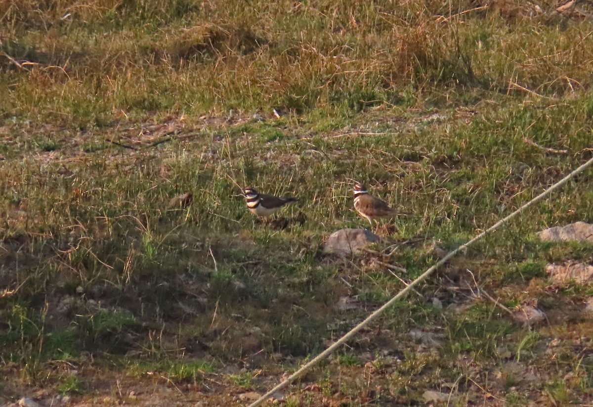 Killdeer - ML444300221