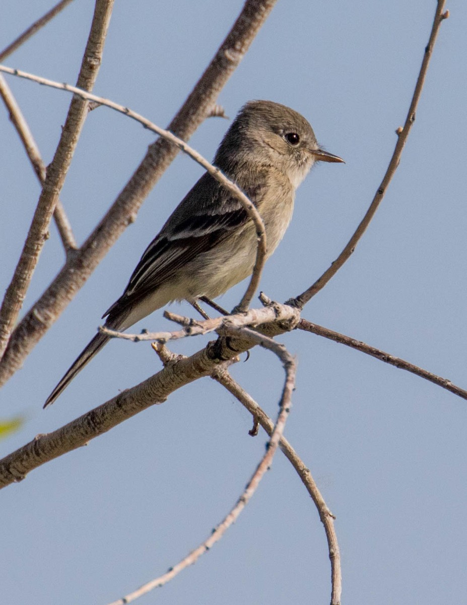 Gray Flycatcher - ML444300341