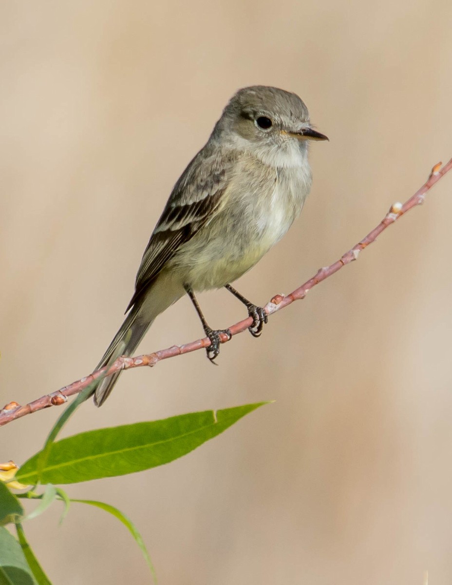 Gray Flycatcher - Chris Tosdevin