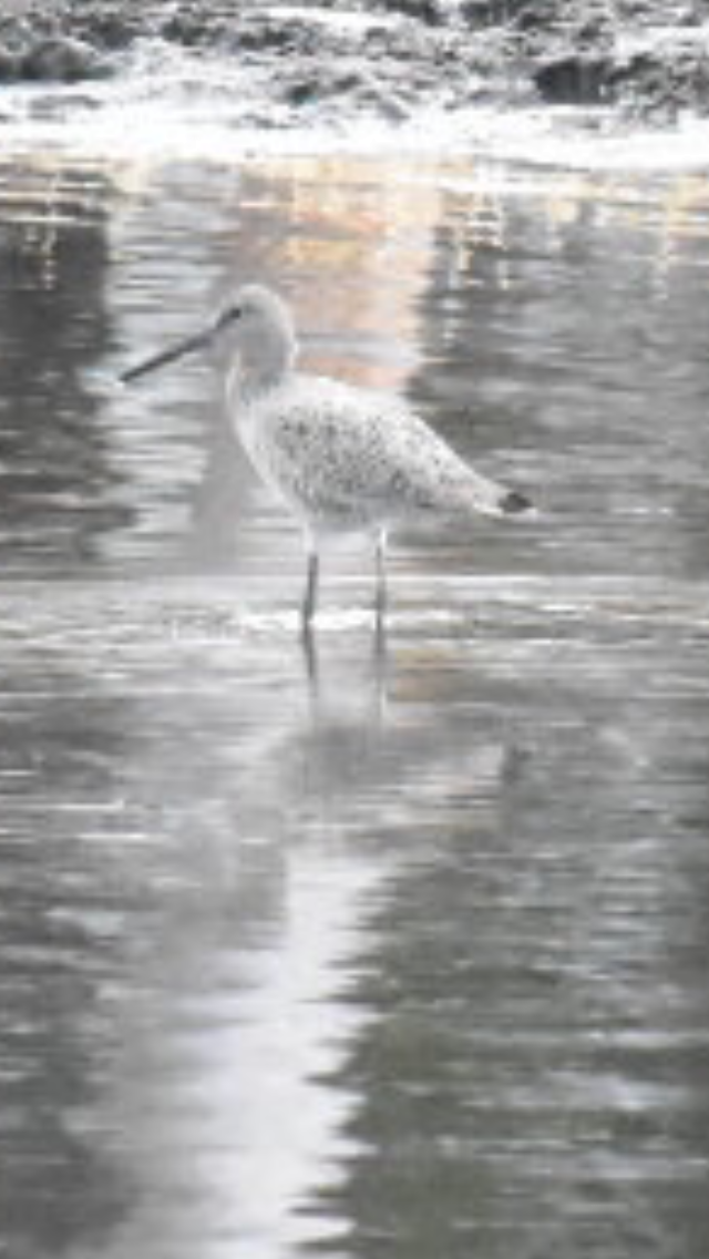 Willet (Western) - ML444300431