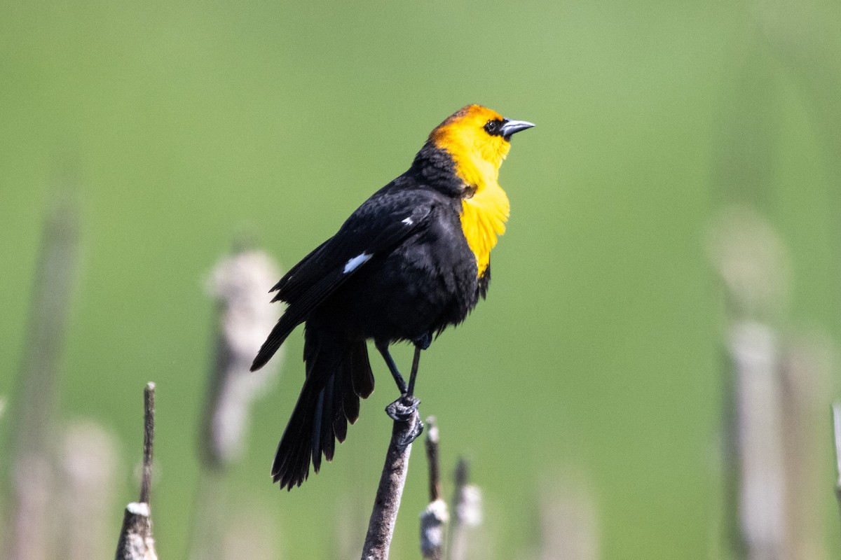Yellow-headed Blackbird - ANTHONY KENT