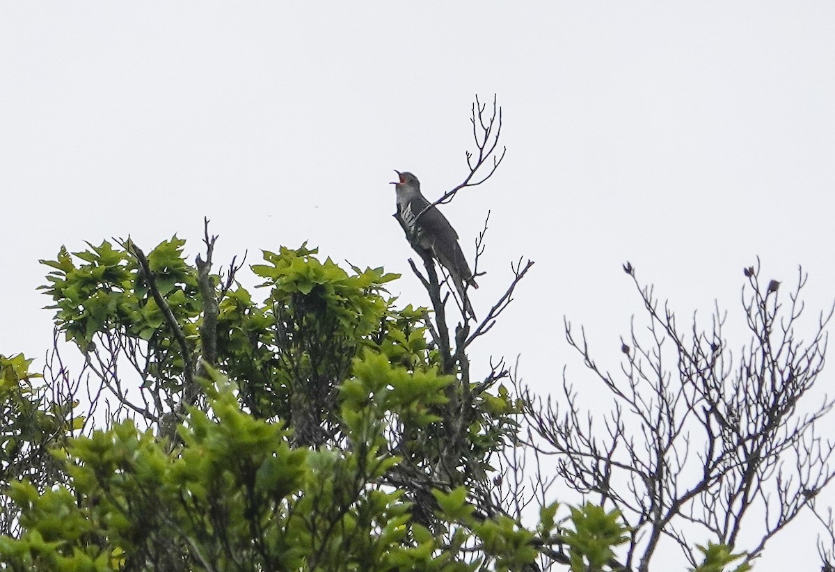 Lesser Cuckoo - ML444301811
