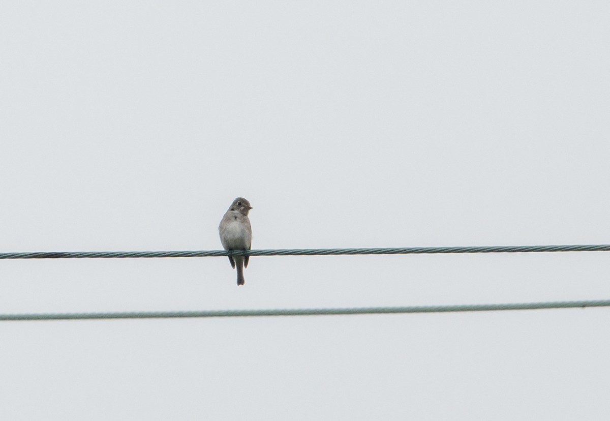 Asian Brown Flycatcher - ML444301821
