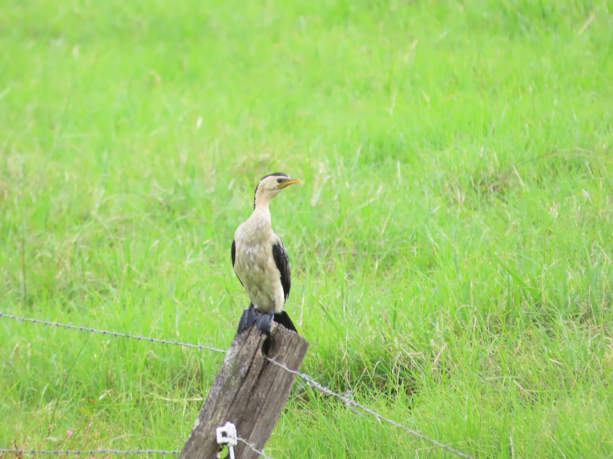 Little Pied Cormorant - ML444301841