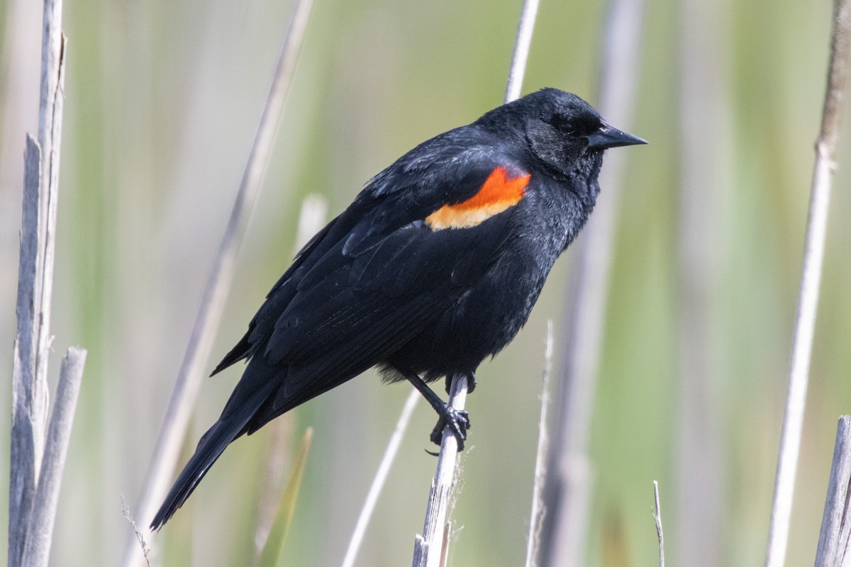 Red-winged Blackbird - ANTHONY KENT