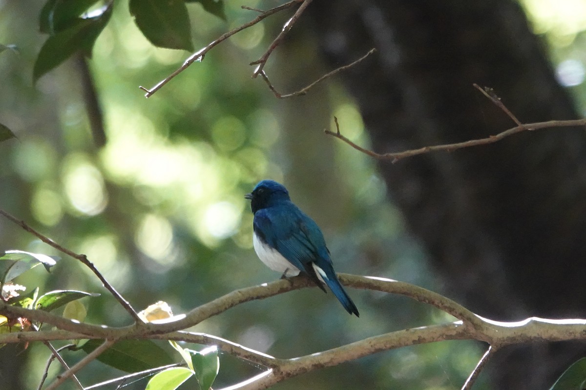 Blue-and-white Flycatcher - ML444301991